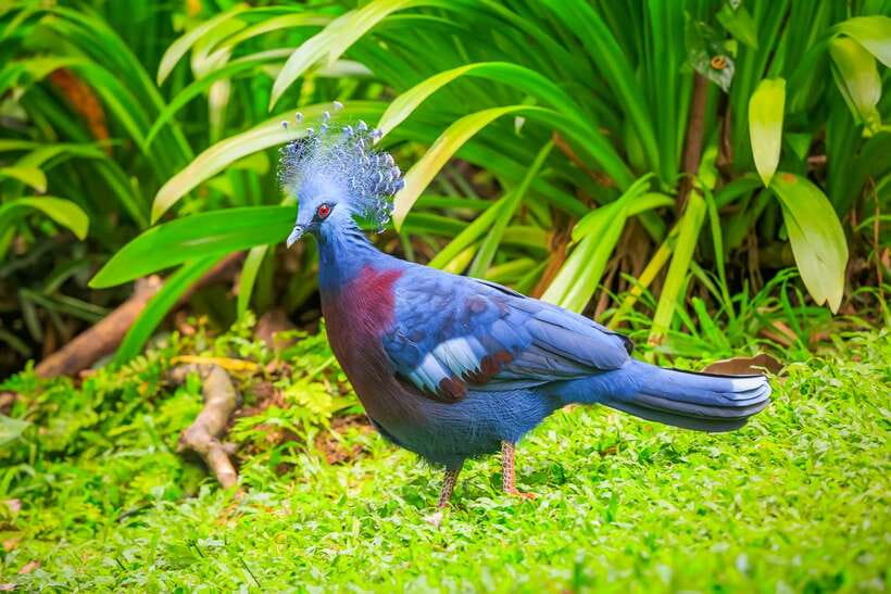 Kuala Lumpur: Bird Park Day Ticket & 1-Way Transfer - Hornbill Park and the design details that change what you notice