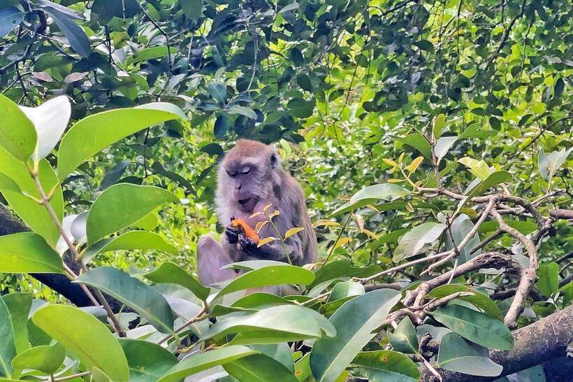 Kuala Lumpur: Bird Park Day Ticket & 1-Way Transfer - Bird feedings and shows: how to time your visit so you don’t miss the good moments