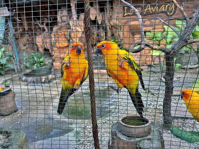 Kuala Lumpur: Bird Park Day Ticket & 1-Way Transfer - Tropical grounds and animal behavior: what to look for beyond color
