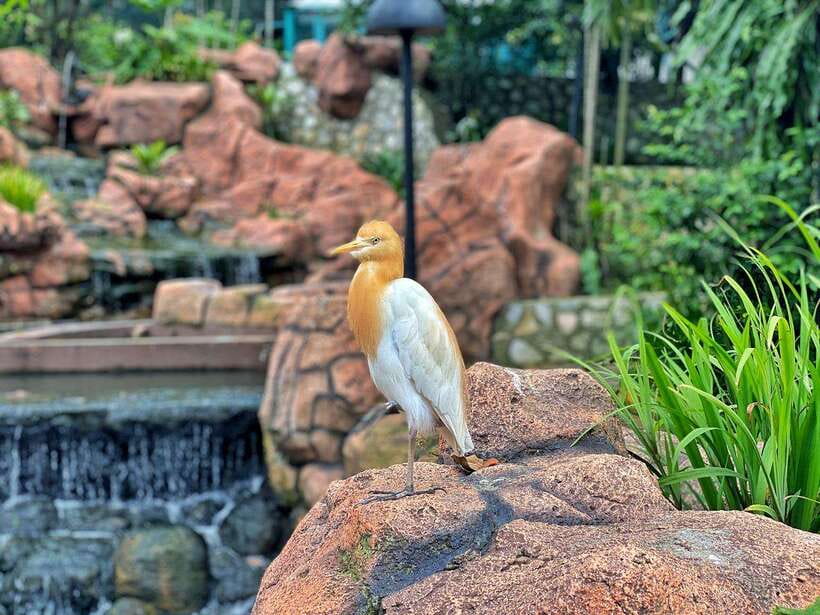Kuala Lumpur: Bird Park Day Ticket & 1-Way Transfer - Price and hotel transfer: does the ticket feel like a good deal?