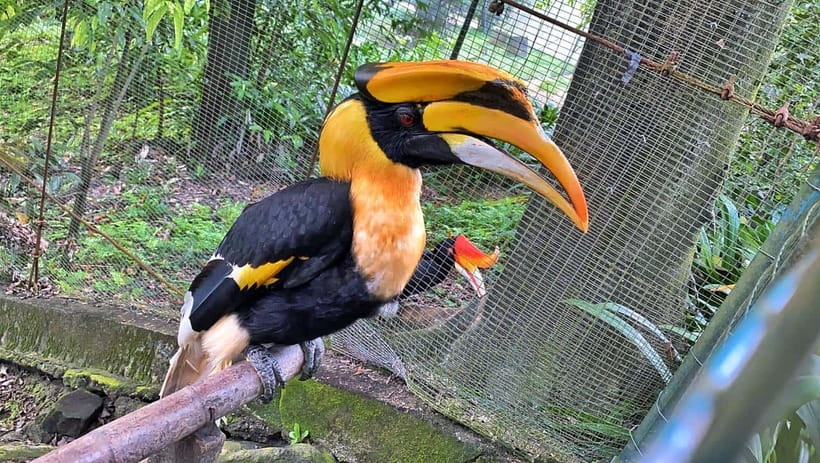 Kuala Lumpur: Bird Park Day Ticket & 1-Way Transfer - Practical tips that make the bird park visit easier