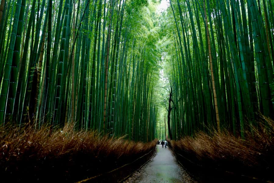 Kyoto Early Bird English Tour: Fushimi-Inari and Arashiyama - Arashiyama Break Time, Kimono Forest Pass, and Togetsukyo Bridge Photos