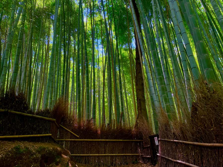 Kyoto Early Bird English Tour: Fushimi-Inari and Arashiyama - Pace, Steps, and Comfort: The Real Impact of 270 Minutes