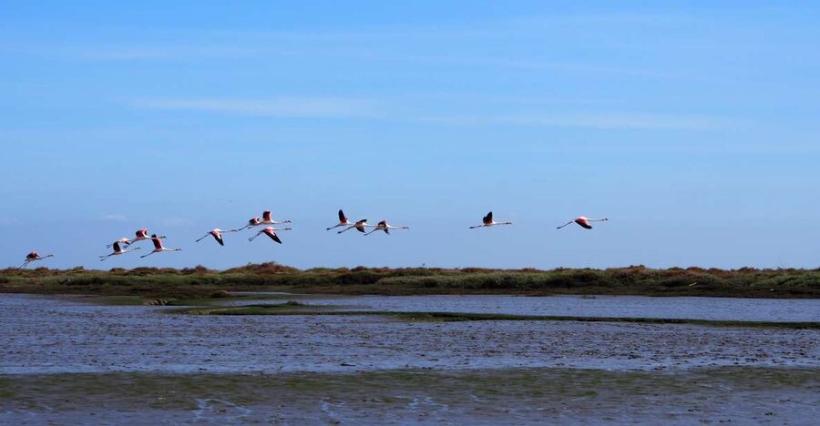 Lisbon: Tagus Estuary Nature Reserve Birdwatching Boat Tour - Why the Tagus Estuary feels like Lisbon’s best birding shortcut