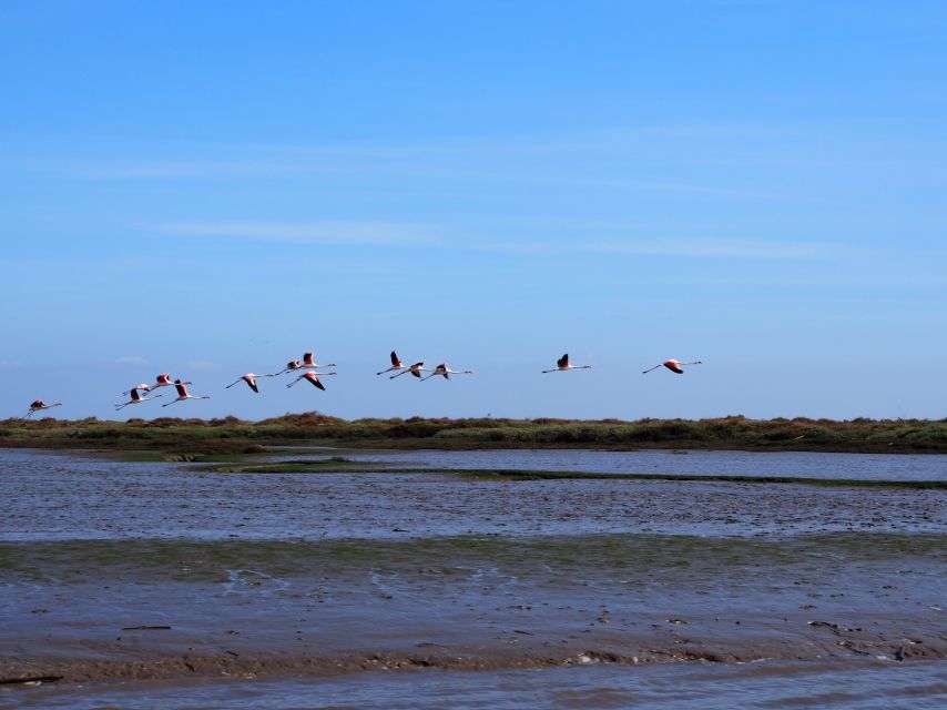 Lisbon: Tagus Estuary Nature Reserve Birdwatching Boat Tour - Meeting at Onda Luso-Americana and the fast safety briefing