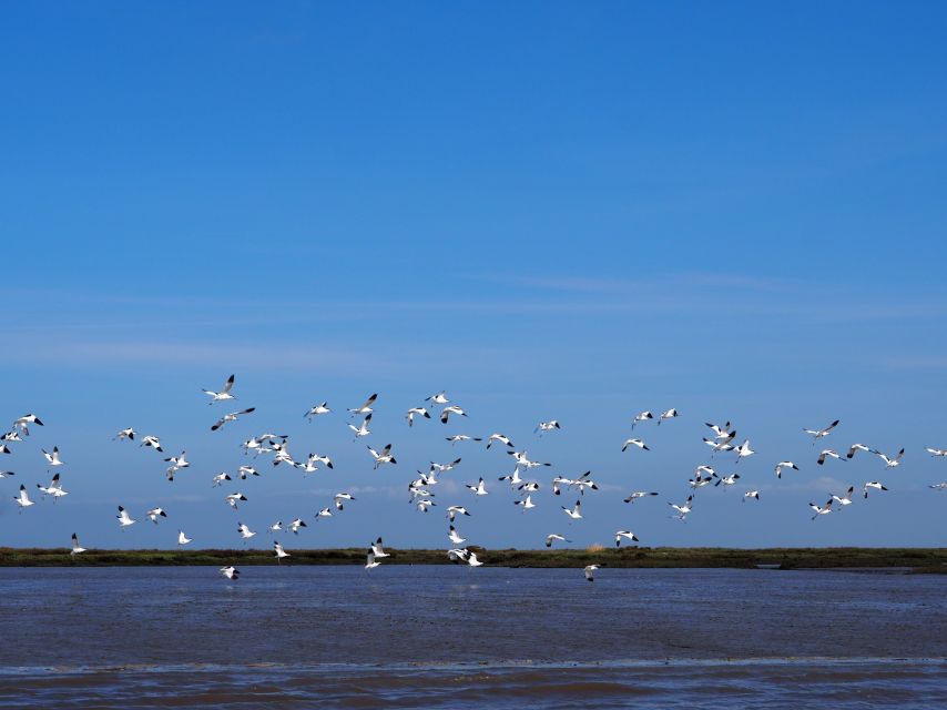 Lisbon: Tagus Estuary Nature Reserve Birdwatching Boat Tour - Price and value: is $58 a good deal for a 3-hour birding cruise?