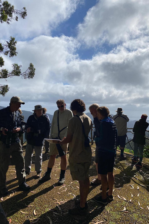 Madeira: Birdwatching - The Endemics - Key Things I’d Watch For on This Tour