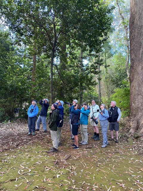 Madeira: Birdwatching - The Endemics - The 4.5-Hour Timing: Why It Works in Madeira