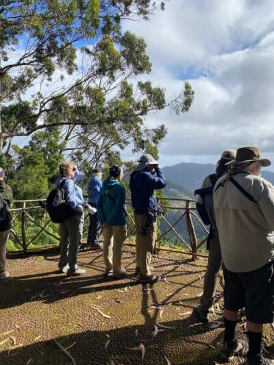 Madeira: Birdwatching - The Endemics - Small-Group Comfort and the Alex/Alexandre Factor