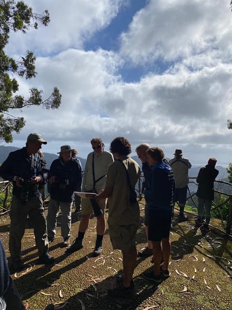 Madeira: Birdwatching - The Endemics - Firecrest and Chaffinch Targets: Small Birds, Big Payoff