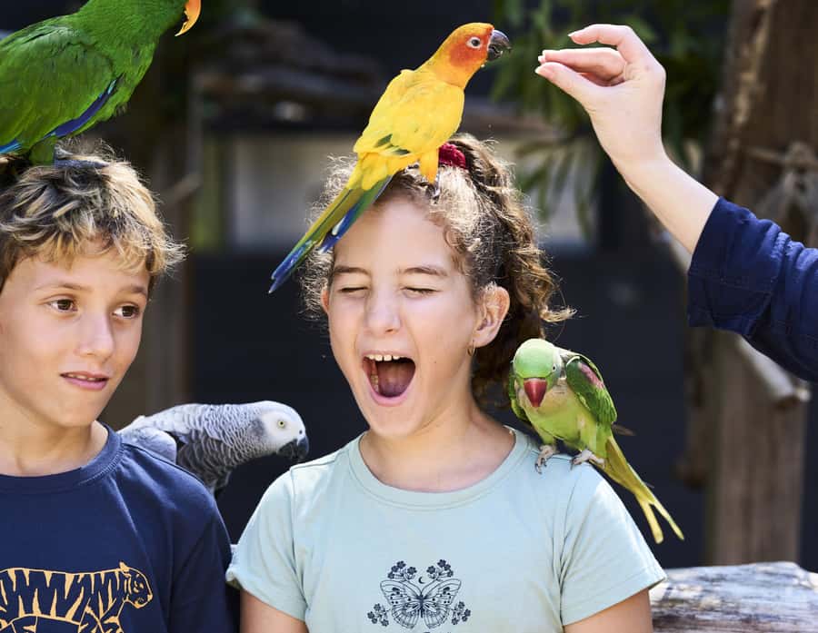 Maleny: Maleny Botanic Gardens & Bird World Entry Ticket - Key highlights worth planning around