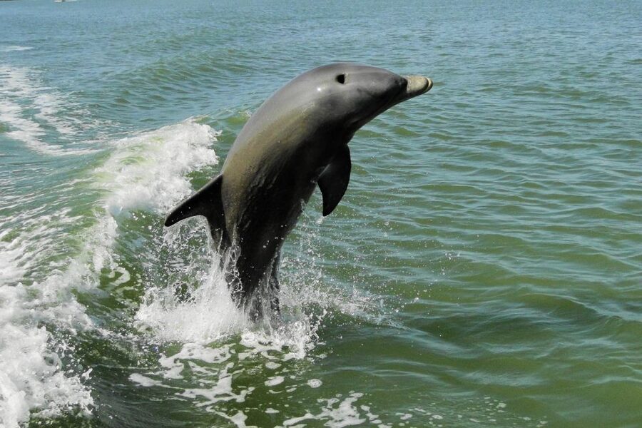 Marco Island: 2-Hour Dolphin, Birding, and Shelling Tour - Key Points at a Glance