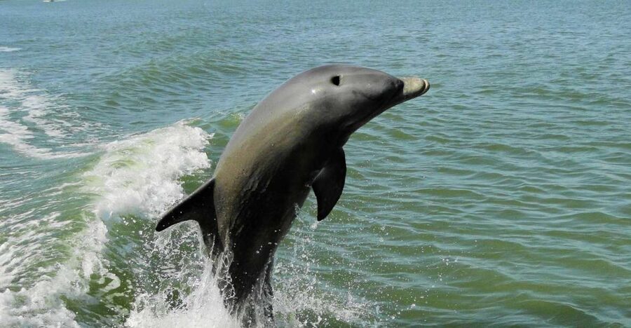 Marco Island: 2-Hour Dolphin, Birding, and Shelling Tour - The Birding Bonus: What Makes It More Than Background