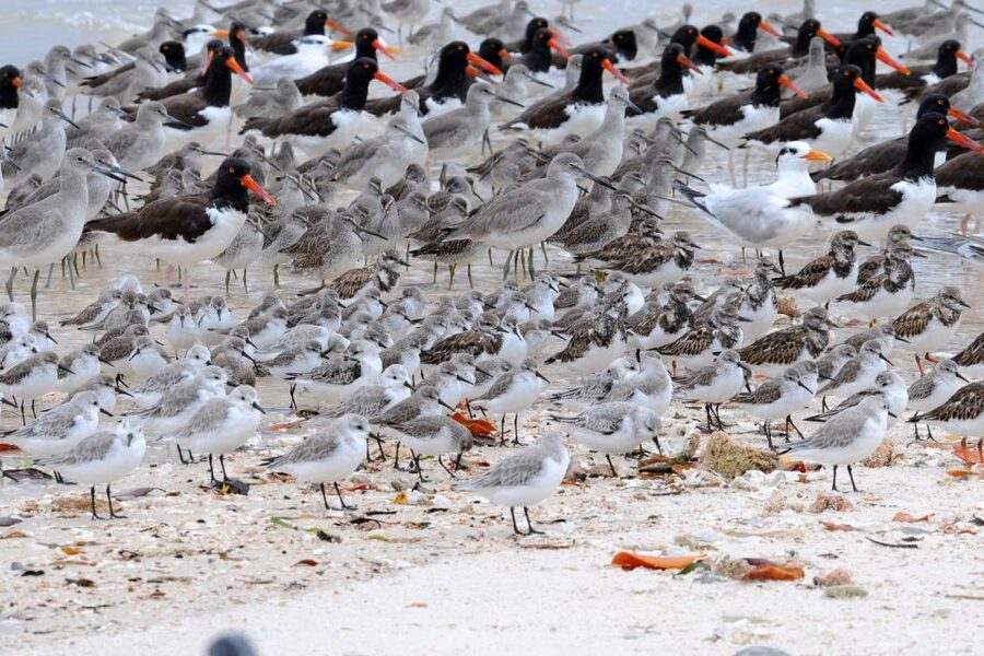 Marco Island: 2-Hour Dolphin, Birding, and Shelling Tour - Best Time to Go: Weather and the Morning Advantage