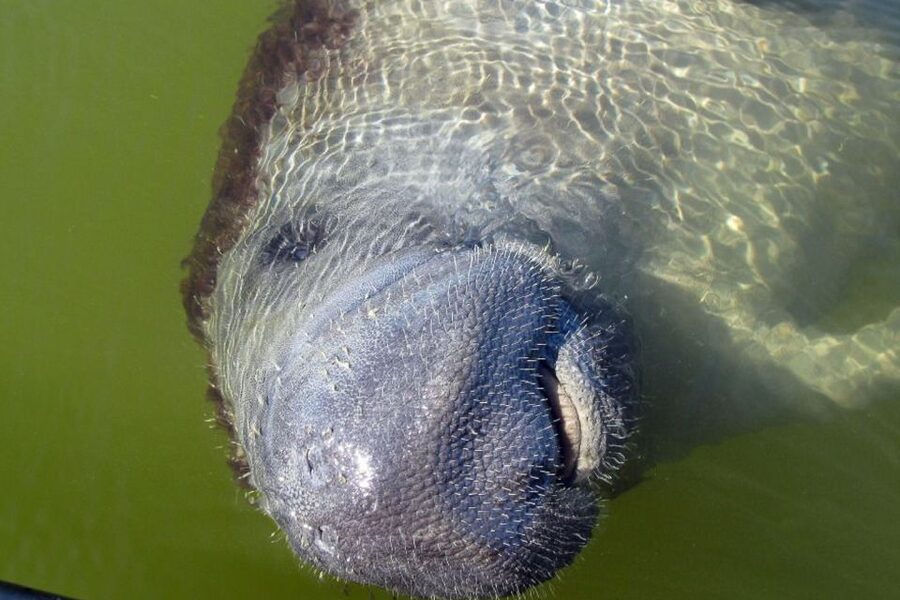 Marco Island: 2-Hour Dolphin, Birding, and Shelling Tour - Should You Book This Marco Island Dolphin, Birding, and Shelling Tour?