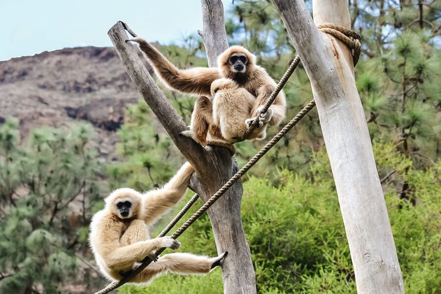 Maspalomas: Palmitos Park Ticket with Dolphin and Bird Shows - Key takeaways before you go