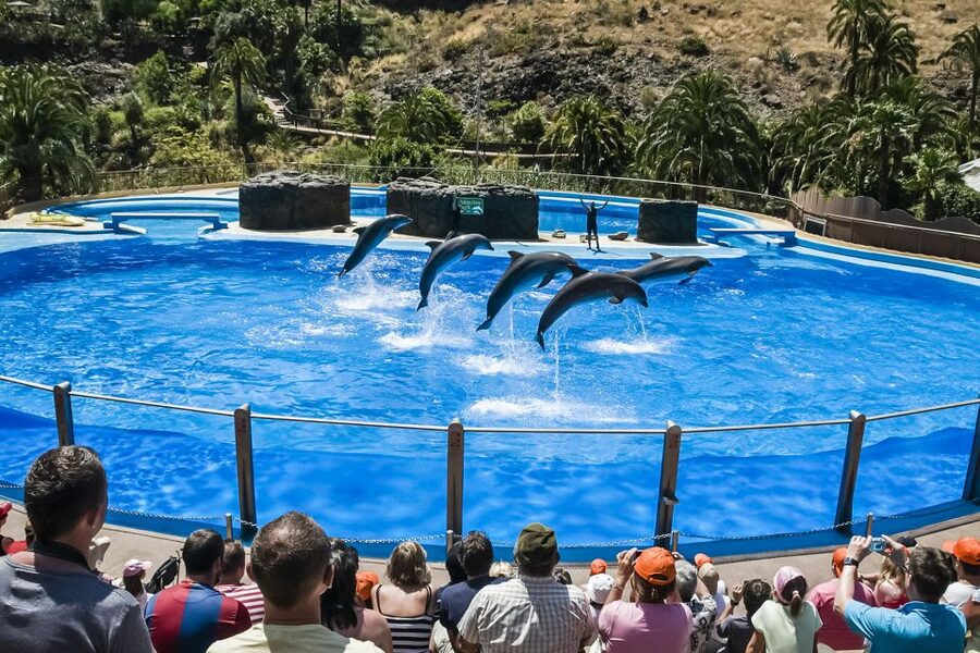 Maspalomas: Palmitos Park Ticket with Dolphin and Bird Shows - Beyond the stage: reptiles, caimans, primates, and more