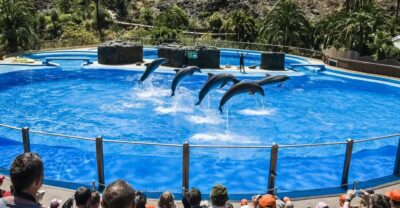 Maspalomas: Palmitos Park Ticket with Dolphin and Bird Shows - The big three shows: dolphins, birds of prey, and parrots
