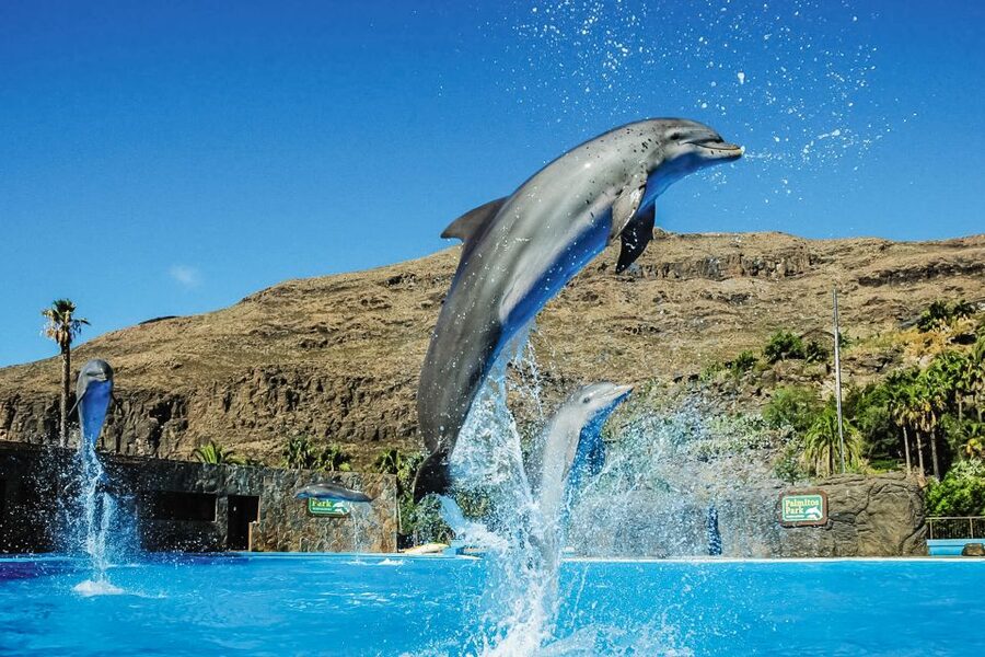 Maspalomas: Palmitos Park Ticket with Dolphin and Bird Shows - Ticket value: $44 and what you’re actually paying for