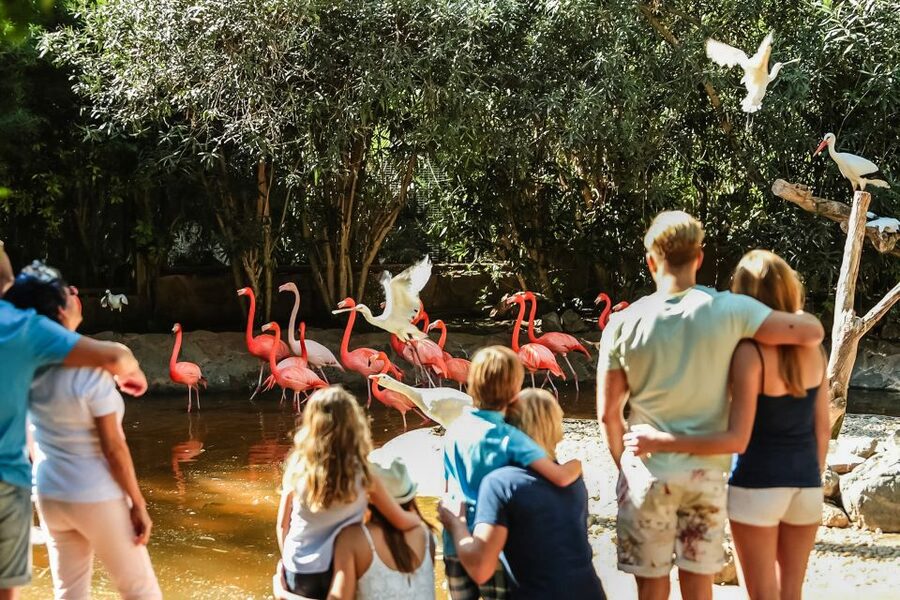 Maspalomas: Palmitos Park Ticket with Dolphin and Bird Shows - Best fit: who should book this day at Palmitos Park