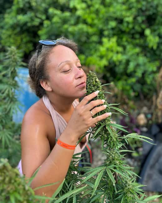 Montego Bay: Marijuana Farm and Bird Sanctuary Tour - Entering The Herb Farm Nursery: What You’ll Actually Do