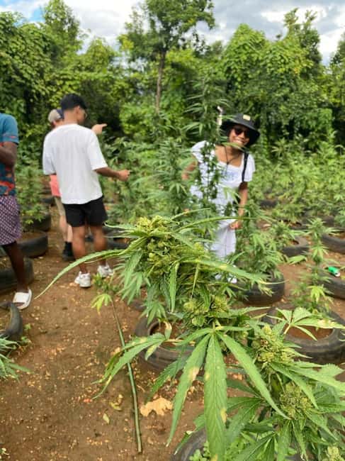 Montego Bay: Marijuana Farm and Bird Sanctuary Tour - How the 3-Hour Private Format Works in Real Life