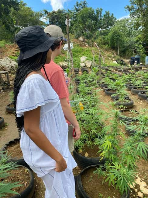 Montego Bay: Marijuana Farm and Bird Sanctuary Tour - Who This Tour Fits Best (and Who Might Want to Skip It)