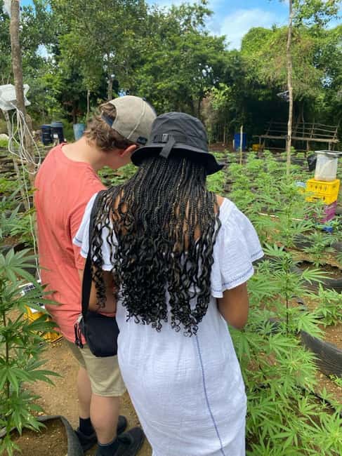 Montego Bay: Marijuana Farm and Bird Sanctuary Tour - Should You Book This Tour?