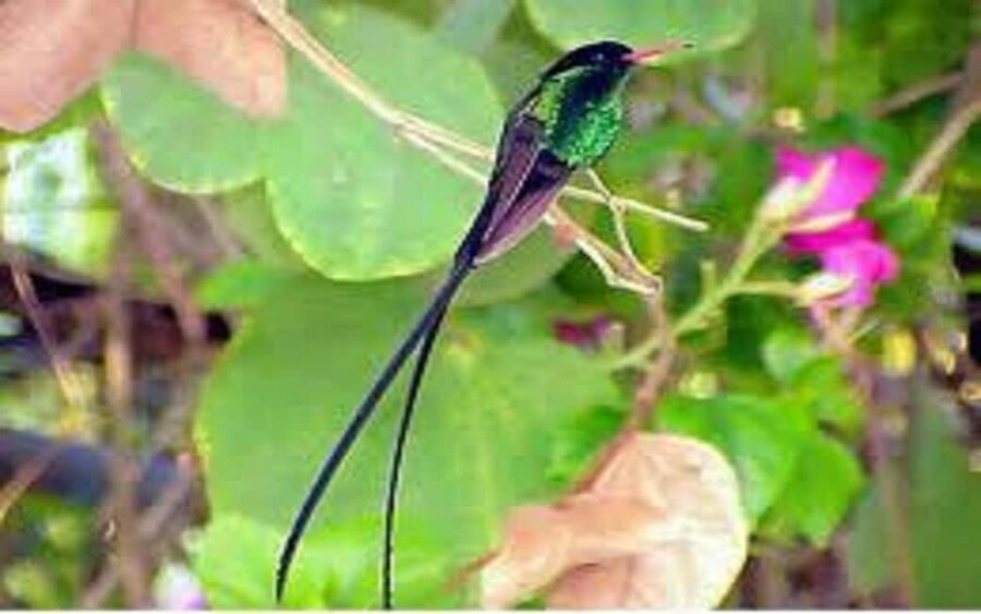 Montego Bay: Private Rocklands Bird Sanctuary Trip - Key points worth centering in your planning