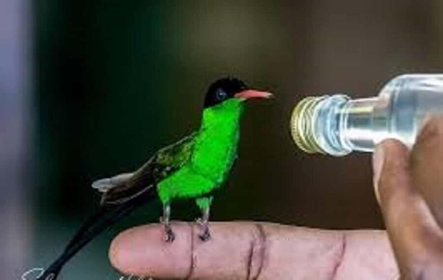 Montego Bay: Private Rocklands Bird Sanctuary Trip - Should you book the Montego Bay private Rocklands Bird Sanctuary trip?