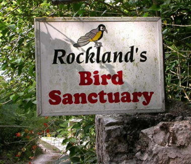 Montego Bay: Private Rocklands Bird Sanctuary Trip - Price and value: the $94 transport cost plus real sanctuary entry