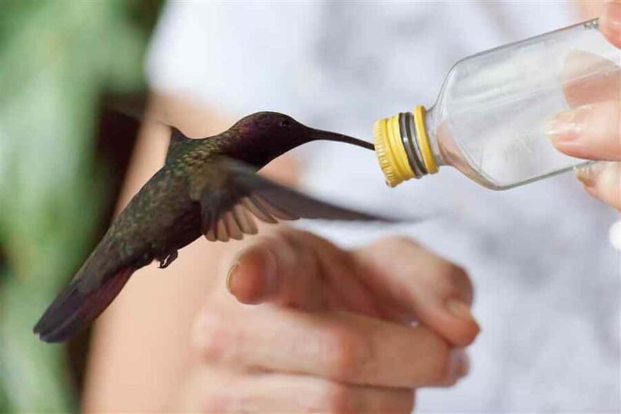 Montego Bay: Private Rocklands Bird Sanctuary Trip - Timing: how to fit it into a Montego Bay day
