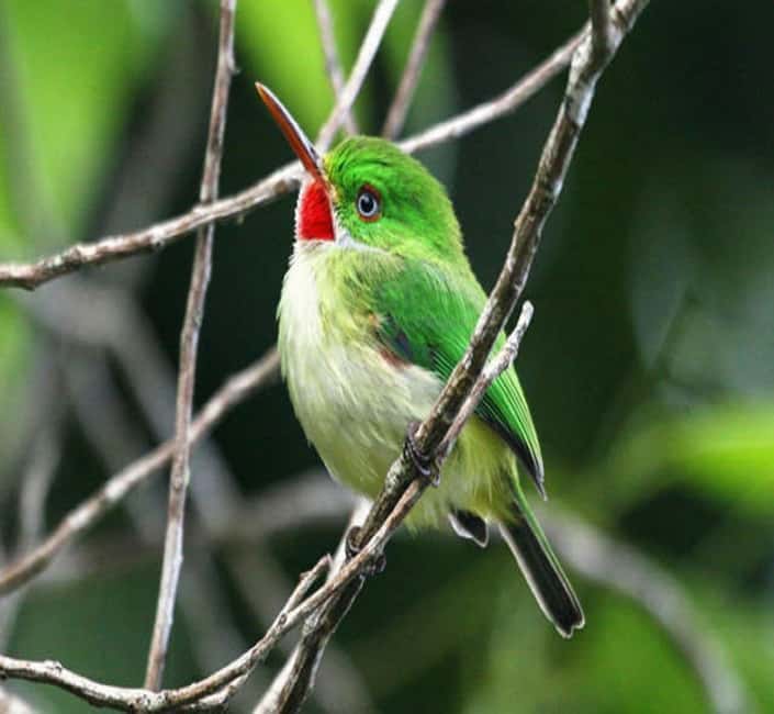Montego Bay: Private Rocklands Bird Sanctuary Trip - How to judge whether this is the right bird trip for you