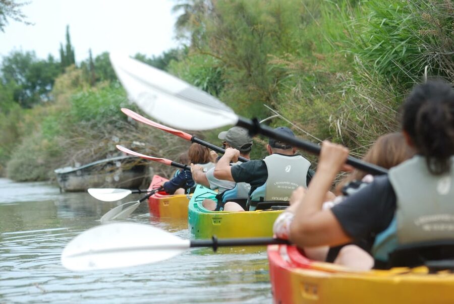 Montpellier : Birdwatching by kayak in the Camargue - Key takeaways