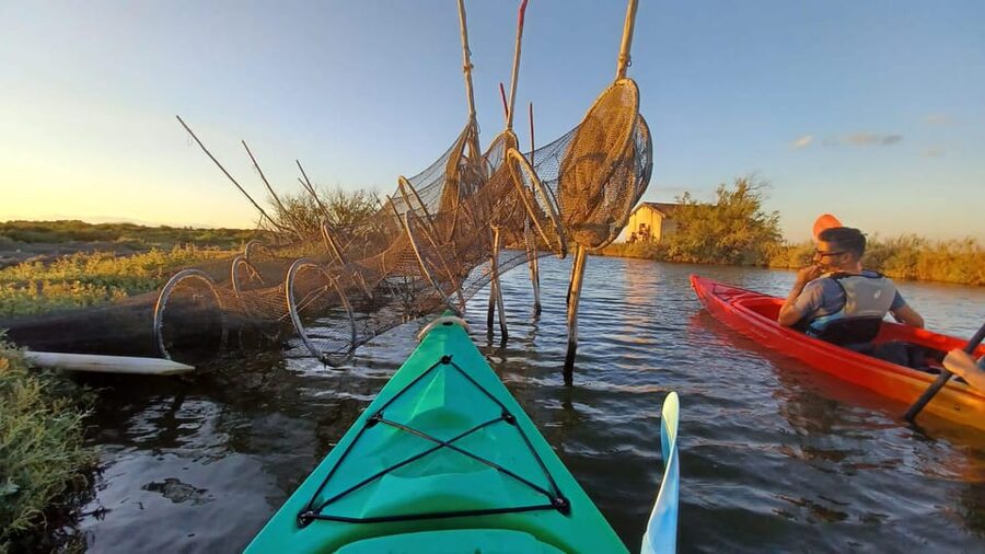 Montpellier : Birdwatching by kayak in the Camargue - How the guide turns nature into a story (and why breaks matter)
