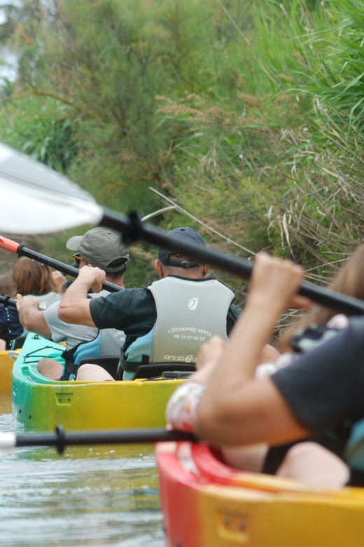 Montpellier : Birdwatching by kayak in the Camargue - Natura 2000 biodiversity you can actually sense with your paddle