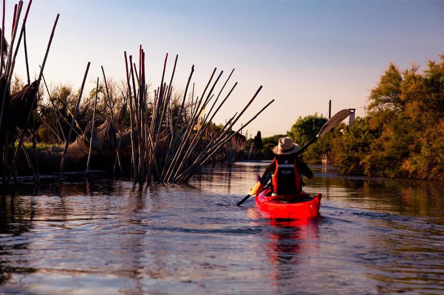 Montpellier : Birdwatching by kayak in the Camargue - Who this kayak eco-tour is perfect for (and who should skip)
