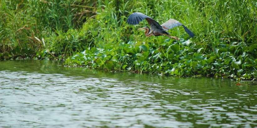 Muthurajawela Bird Watching Tour from Negombo and Colombo - Why Muthurajawela Wetlands Is Such a Birding Hotspot