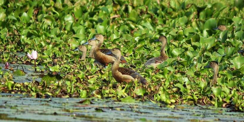 Muthurajawela Bird Watching Tour from Negombo and Colombo - The Visitor Area and Safety Intro: Get Your Bearings Fast