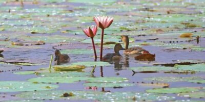 Muthurajawela Bird Watching Tour from Negombo and Colombo - Morning Pickup: How the Tour Fits Into Your Day