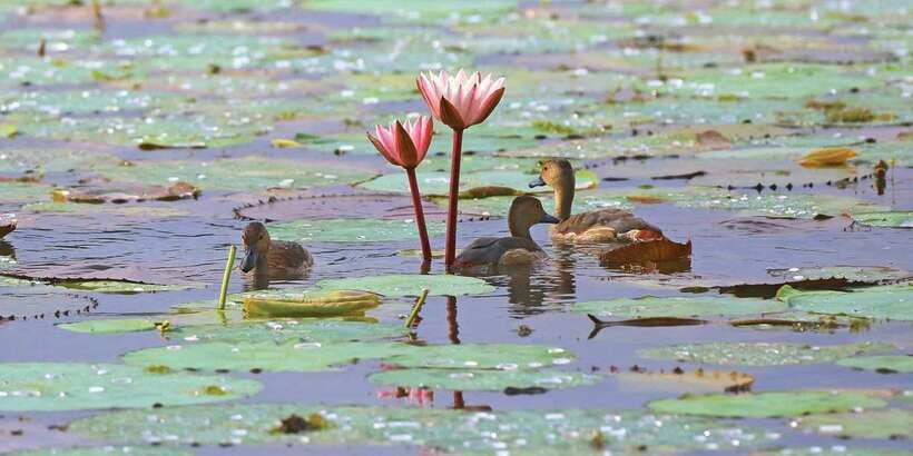 Muthurajawela Bird Watching Tour from Negombo and Colombo - Morning Pickup: How the Tour Fits Into Your Day