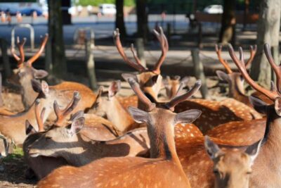 Nara Early Bird Tour (Kyoto Departure Option Available) - Meet at Kyoto Station: easy to find, not easy to be late