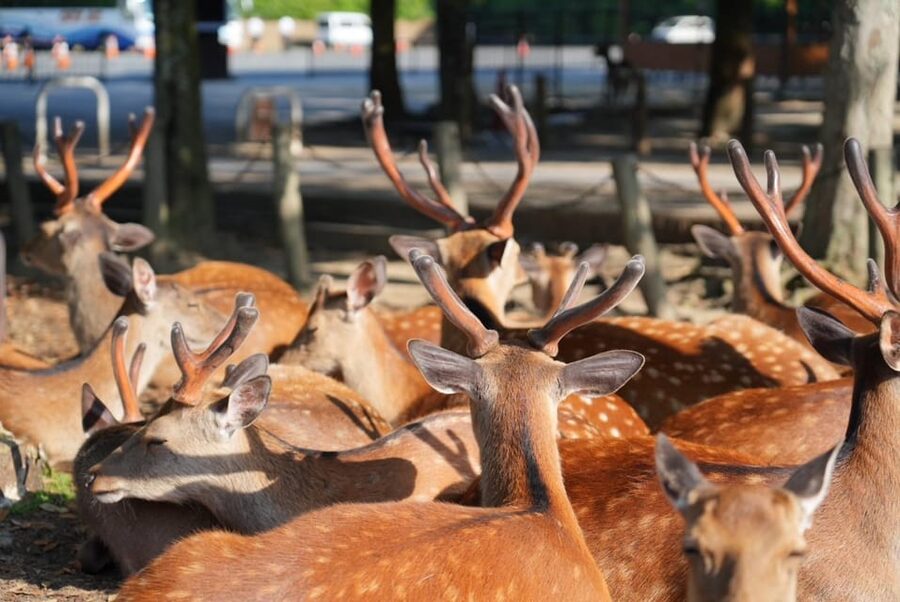 Nara Early Bird Tour (Kyoto Departure Option Available) - Kasuga Grand Shrine: where the morning feels slower