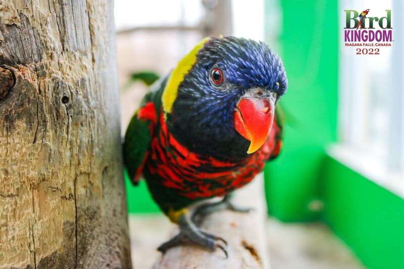 Niagara Falls, Canada: Bird Kingdom Entry Ticket - The free-flying aviary: the main event (and yes, watch the birds)