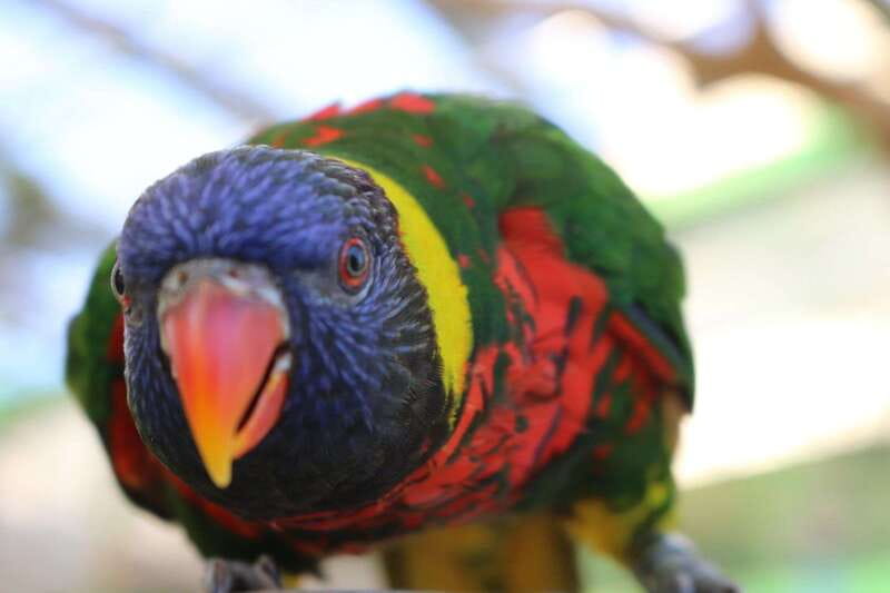 Niagara Falls, Canada: Bird Kingdom Entry Ticket - Animal Encounters and live talks: where the visit gets smarter