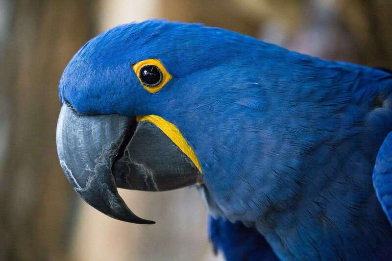 Niagara Falls, Canada: Bird Kingdom Entry Ticket - Ticket value: $18 buys access, not just a quick peek