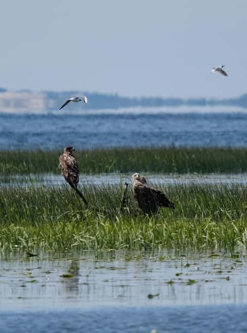 Nida: Bird-Watching Adventure in Nemunas Delta - Key highlights at a glance