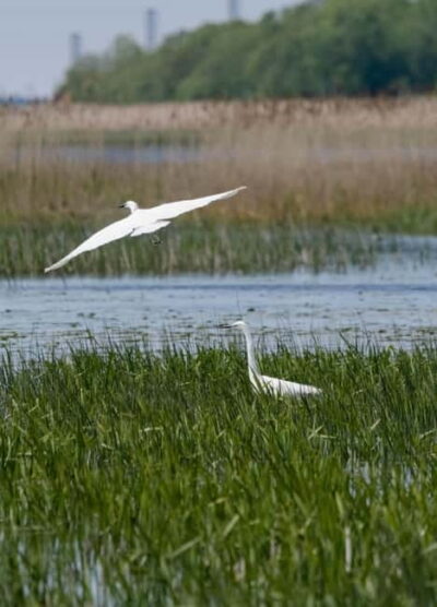 Nida: Bird-Watching Adventure in Nemunas Delta - The Value of the $412 Price for a Group (Up to 8)