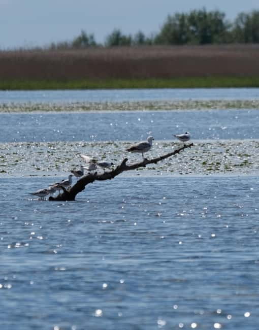 Nida: Bird-Watching Adventure in Nemunas Delta - Mingė Village and the Venice of Lithuania Moment