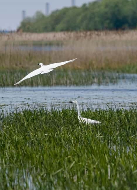 Nida: Bird-Watching Adventure in Nemunas Delta - The Value of the $412 Price for a Group (Up to 8)